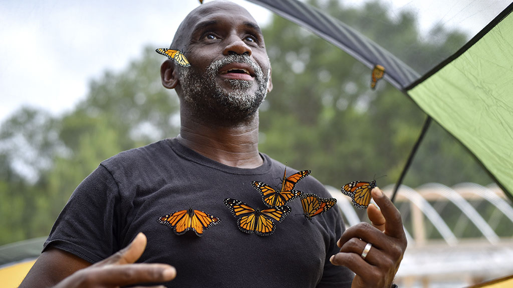 <p>Joel Enge collects monarch butterflies to put on him for a portrait at Kingdom Life Academy's garden in Tyler, Texas. Enge has been raising butterflies as a hobby for 16 years and typically does a butterfly release each year with either his students or his church. (Chelsea Purgahn/Tyler Morning Telegraph)</p>