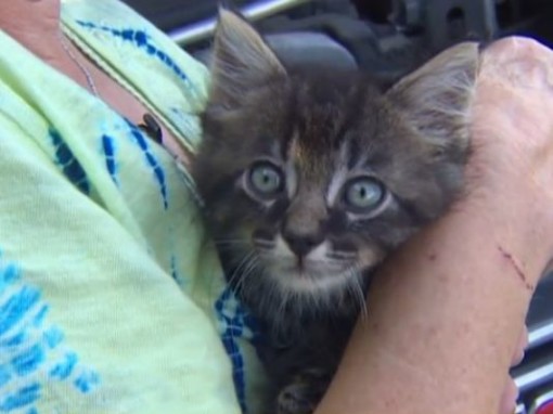 (Photo: KHOU 11 News)A This very small kitten survived flooding by hiding under the hood of a womans car.