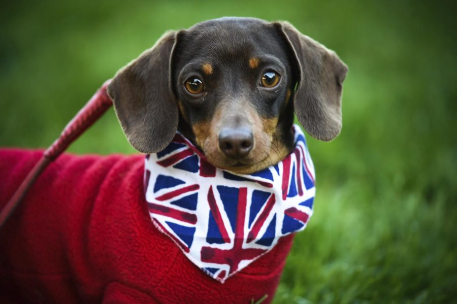 A dog celebrates the royal wedding.