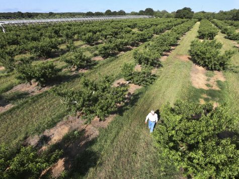 Russ walking in orchard