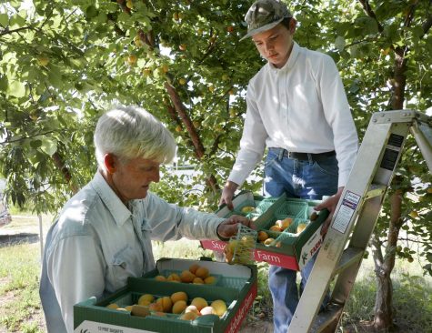 Russ and Juan pick peaches