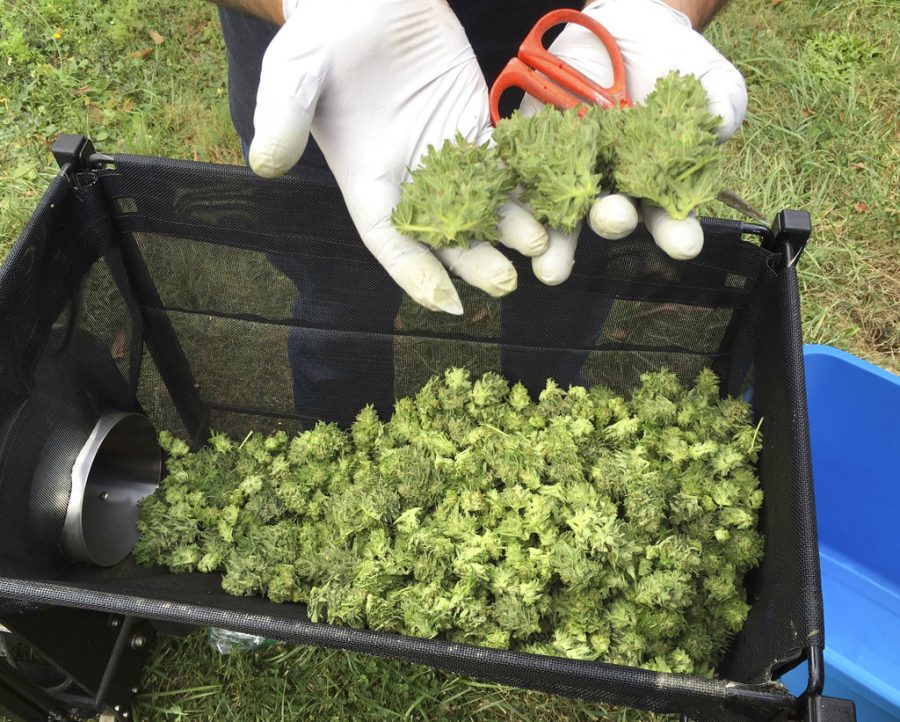 A marijuana harvester examines buds