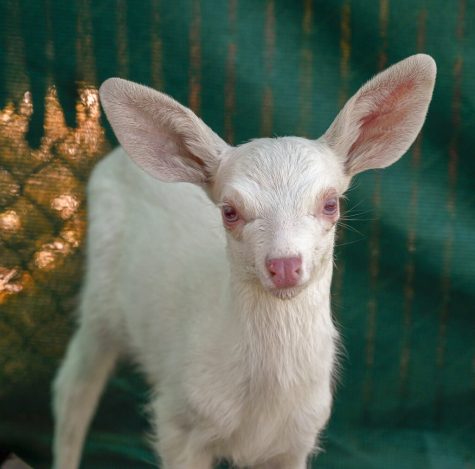 An albino fawn, who was rescued by a trucker in Woodland, California, is cared for at the Kindred Spirits Fawn Rescue Thursday on May 30 in Loomis, California. She will be released back into the wild in the fall, after hunting season. 