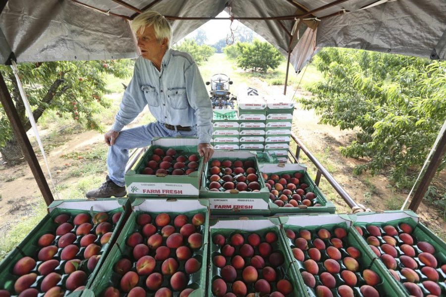 Russell Studebaker checks just-picked peaches on Wednesday, May 22,  in his Studebaker Farms orchard east of Fredericksburg, Texas. Many Hill Country peach producers are reporting abundant crops of quality peaches. 
