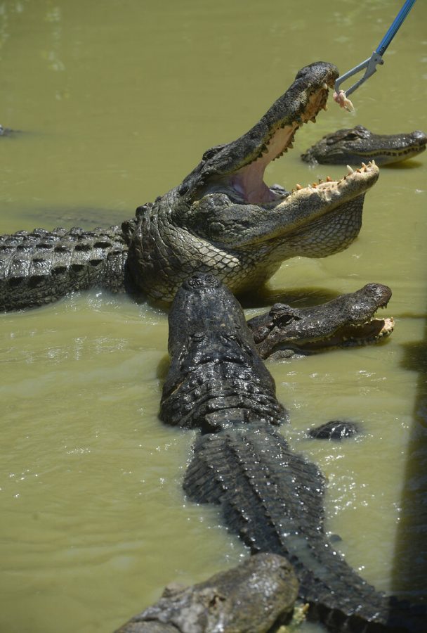 A pondful of hungry adult alligators get a chicken lunch at Gator Country in Fannett, Texas, on May 11. Gator Country reopened the first weekend in May after being closed for weeks amid COVID-19 restrictions. 