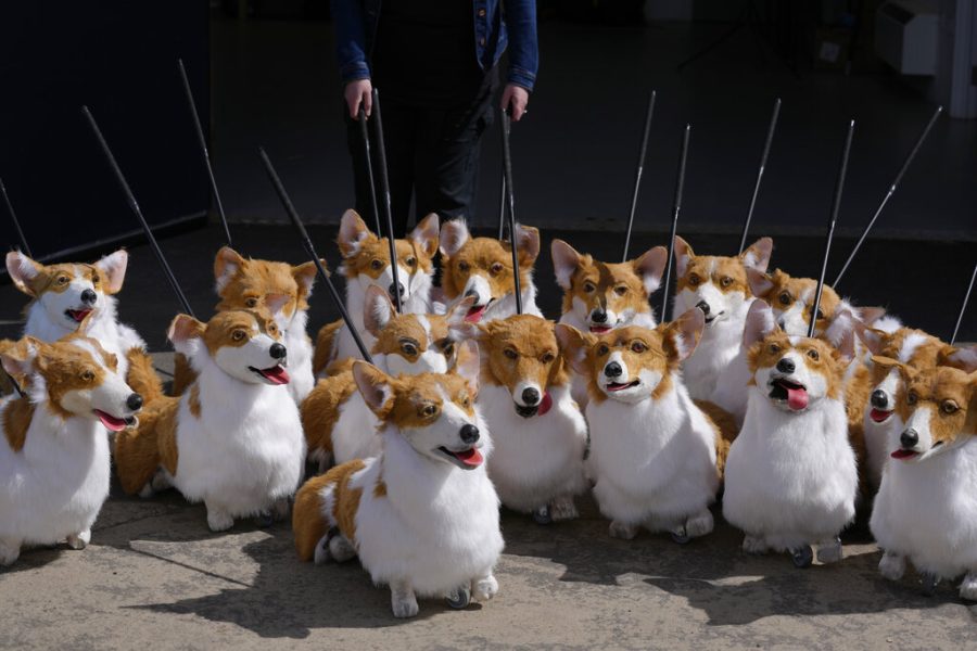 FILE - A group of corgi puppets made by puppet maker Louise Jones each one an individual and based on past and present Royal corgis, part of The Queens Favourites for the Platinum Jubilee Pageant, in Coventry, England, Thursday, May 5, 2022. Britain is getting ready for a party featuring mounted troops, solemn prayers — and a pack of dancing mechanical corgis. The nation will celebrate Queen Elizabeth II’s 70 years on the throne this week with four days of pomp and pageantry in central London. (AP Photo/Kirsty Wigglesworth, File)