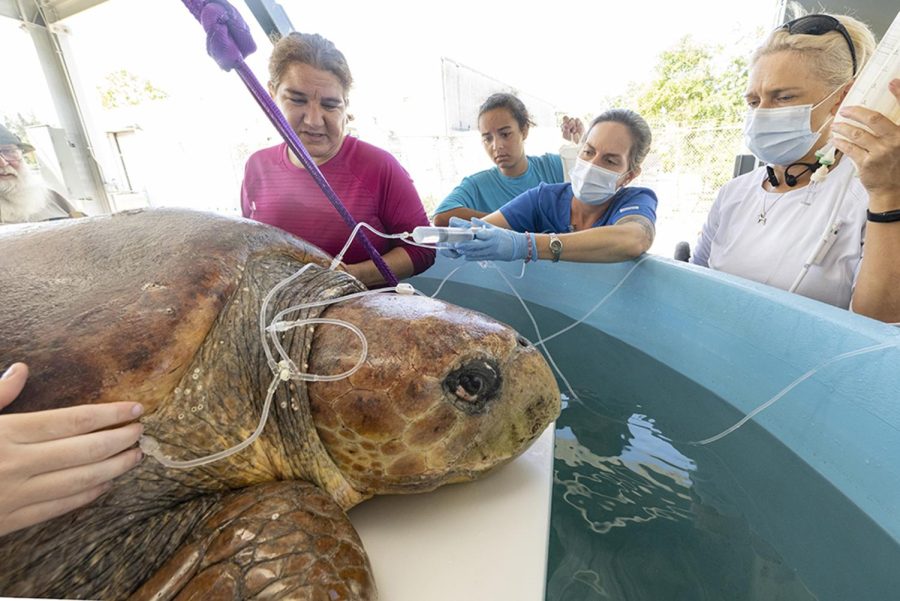 Sea turtle endures surgery after shark attack (Gallery)